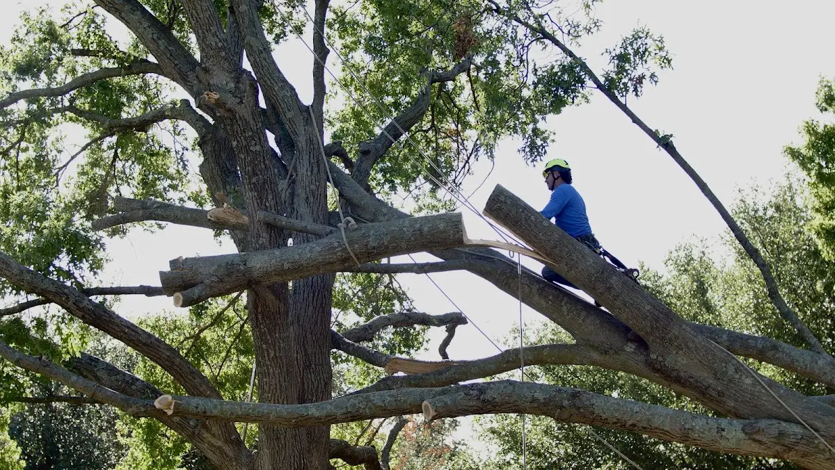 Professional Crown Thinning performed by certified arborists in Dunn Center