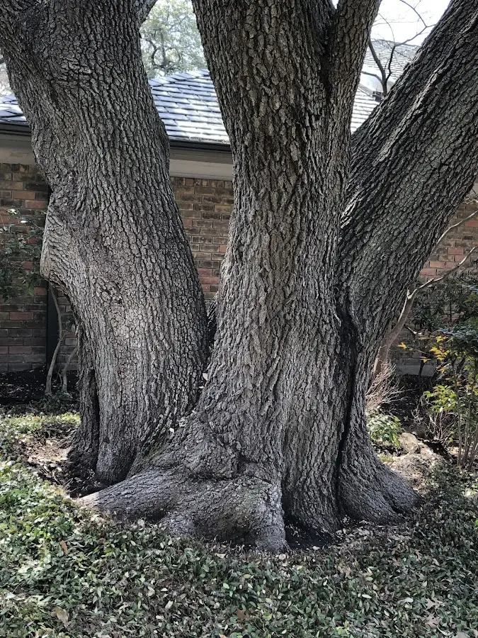 Mature heritage tree close to a Dunn Center property cared for by certified arborists